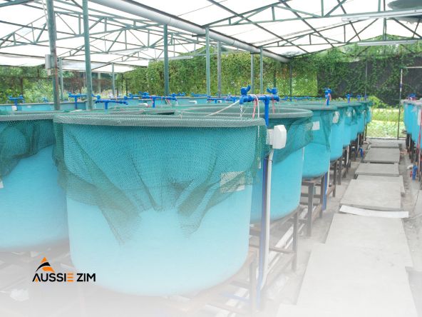 Aussie Zim Optimizing Agriculture and Aquaculture